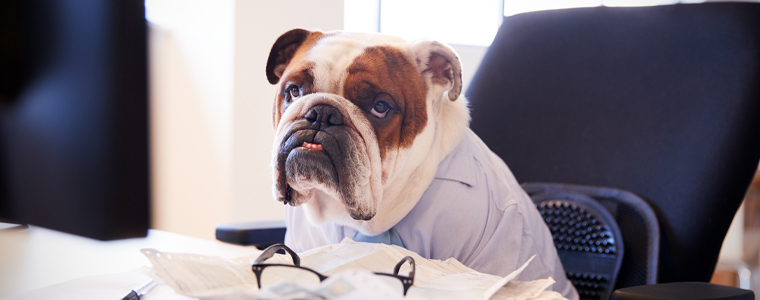 bulldog doing paperwork