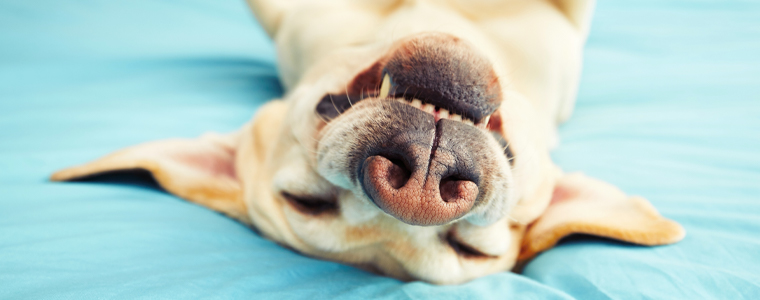 dog upside down on bed