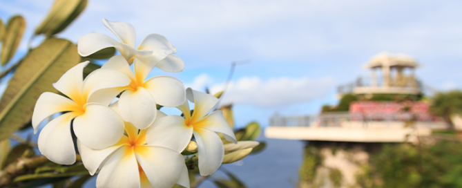 White and Yellow Plumeria blooming at Two Lovers Point in Guam, USA