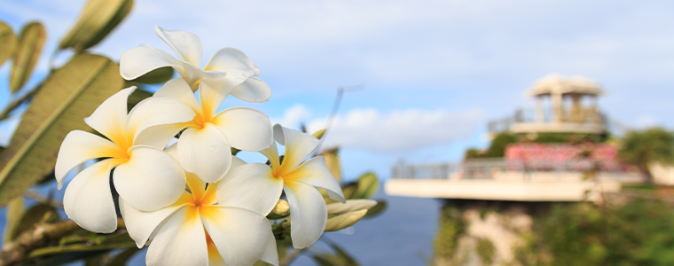 White and Yellow Plumeria blooming at Two Lovers Point in Guam, USA