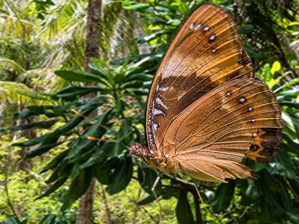 010623 Animals of Guam Eight Spot Butterfly