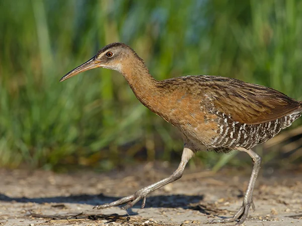 010623 Animals of Guam Guam Rail