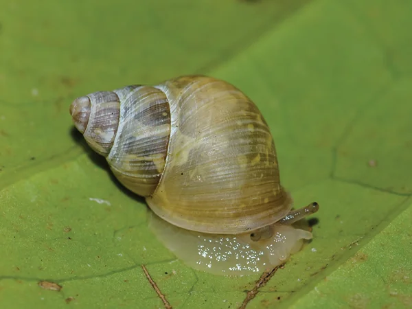 010623 Animals of Guam Guam Tree Snail