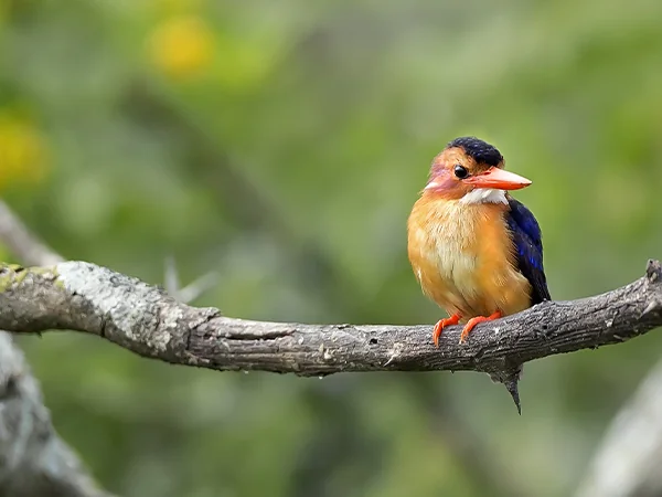 010623 Animals of Guam Kingfisher