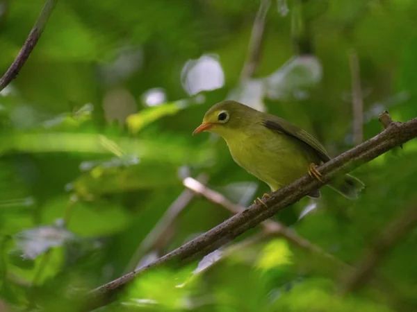 010623 Animals of Guam Rota White-Eye