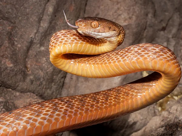 010623 Animals of Guam brown snake