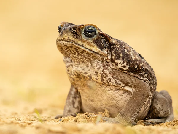 010623 Animals of Guam cane toad