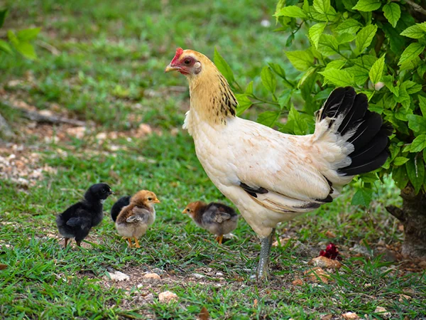 010623 Animals of Guam chicken