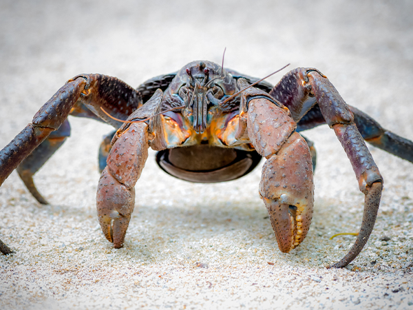 010623 Animals of Guam coconut crab