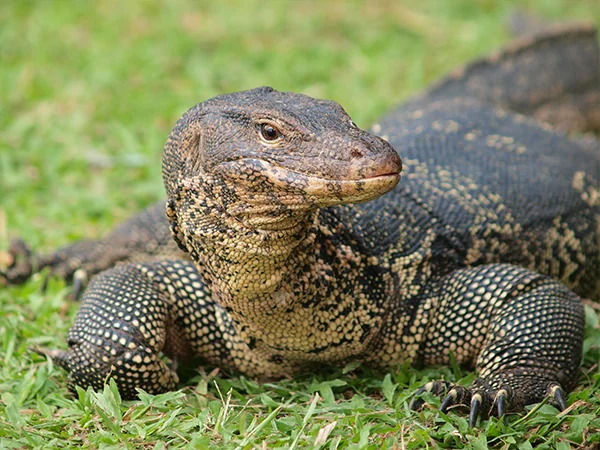 010623 Animals of Guam monitor lizard