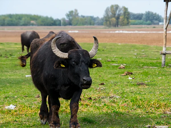 010623 Animals of Guam water buffalo