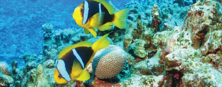 A Couple of Two Banded Anemone Fish in Rota Island